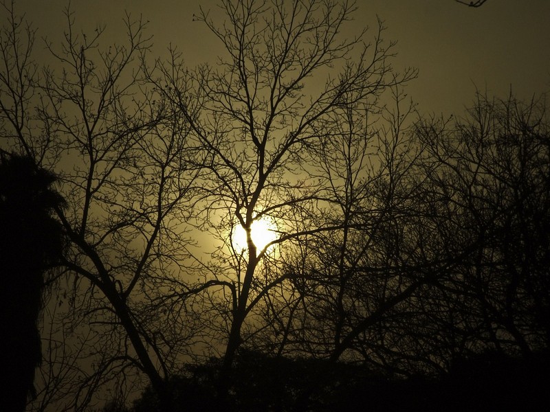 שקיעה מול עץ האגוז