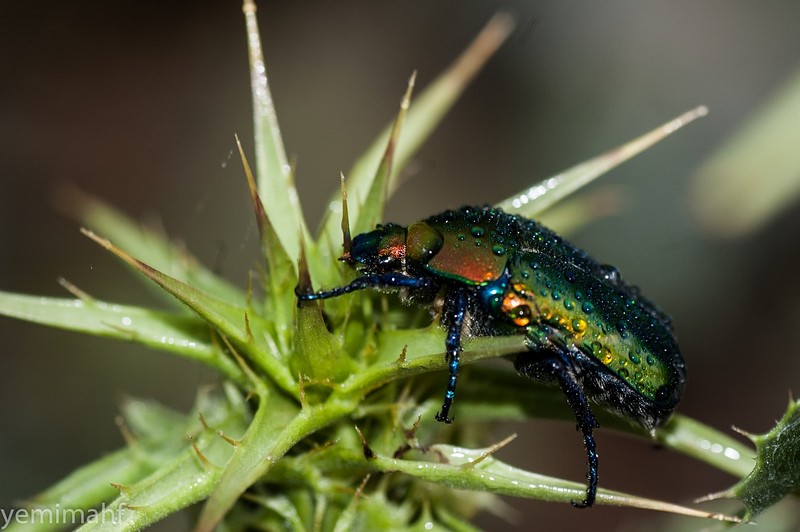 צבעוניות חרקית