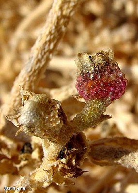 טיפות ורודות