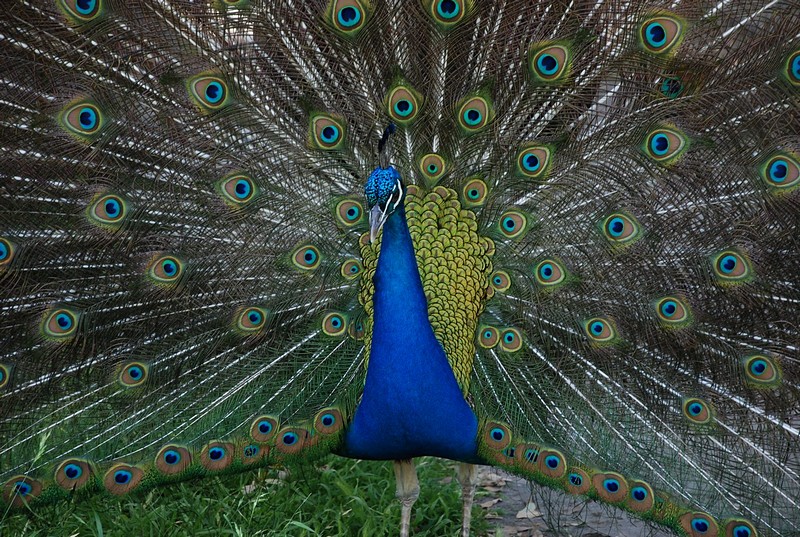 צילום: shay cahana