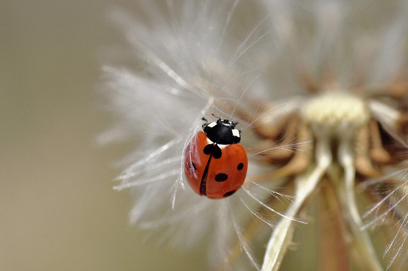 מושית עלה שחור (פיק)