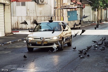 בהלת היונים!