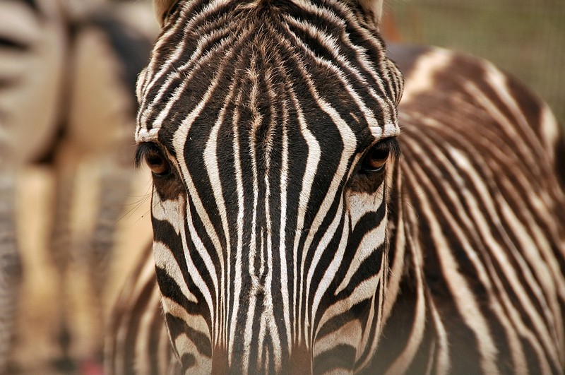 רואה לך בעיניים!!!