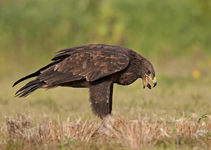 תיאבון  בריא