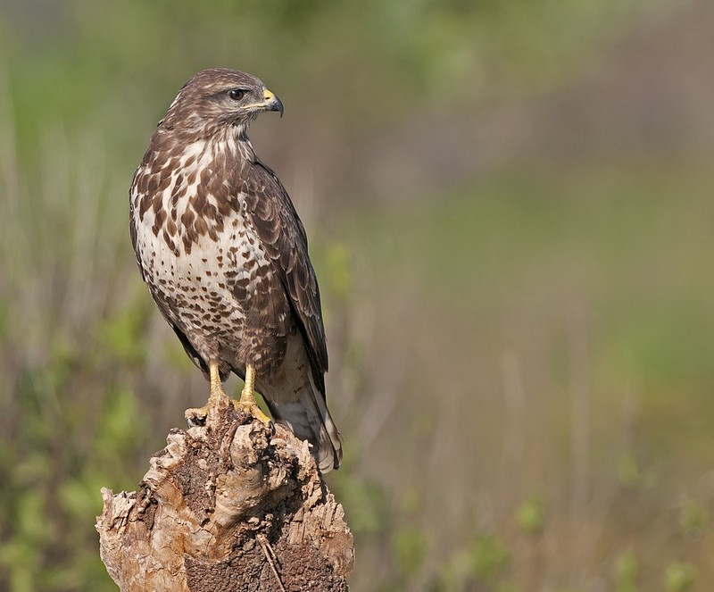 עקב חורף במבט צידי