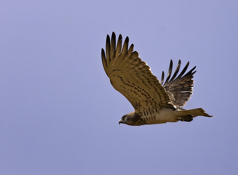 צילום: דורון בראונשטיין