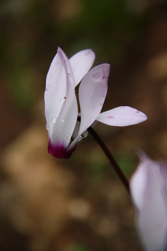 צילום: דוד ארנון
