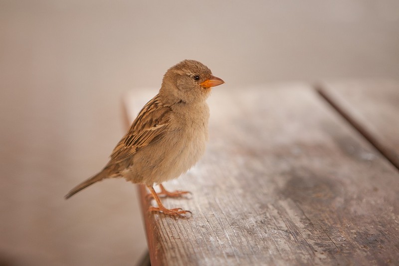 צילום: איציק פלטיאל