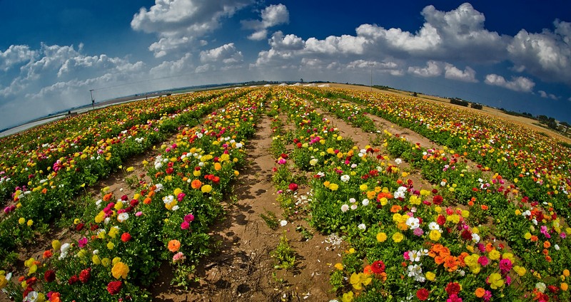 i see your true colors