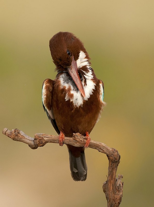 מתבייש - לבן חזה