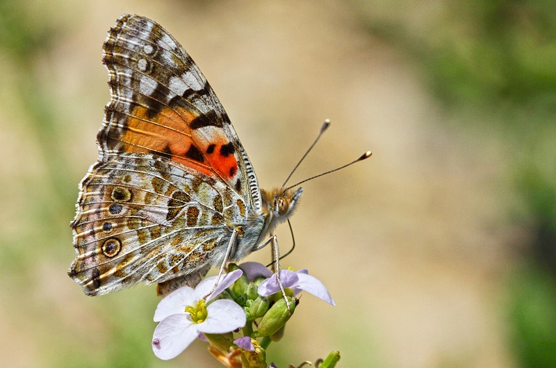 פרפר במנוחה