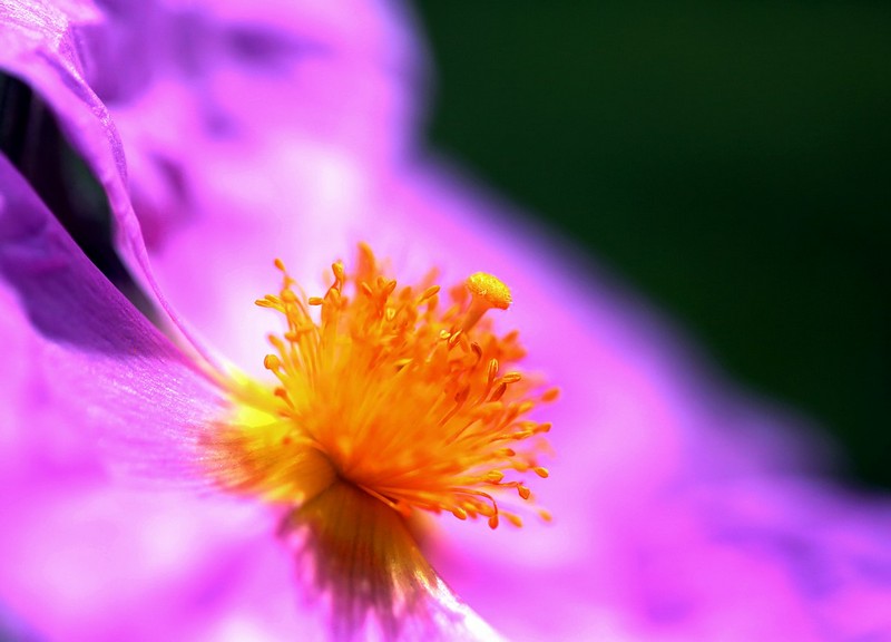 הגן הבוטני 3