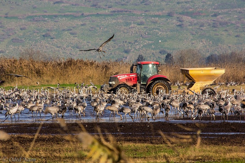 צילום: עודד נעים