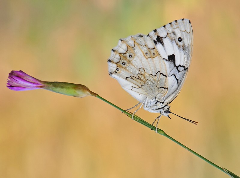 תרגלי שיוויי משקל