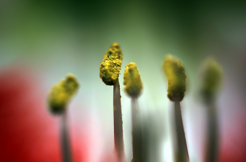 הגן הבוטני 4