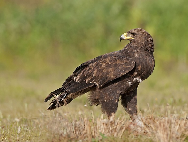 מבט  של  עיט
