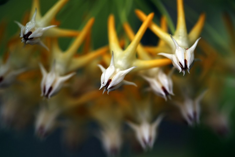 הגן הבוטני 5