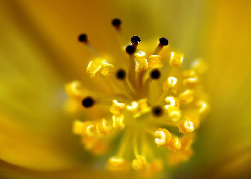 הגן הבוטני 6