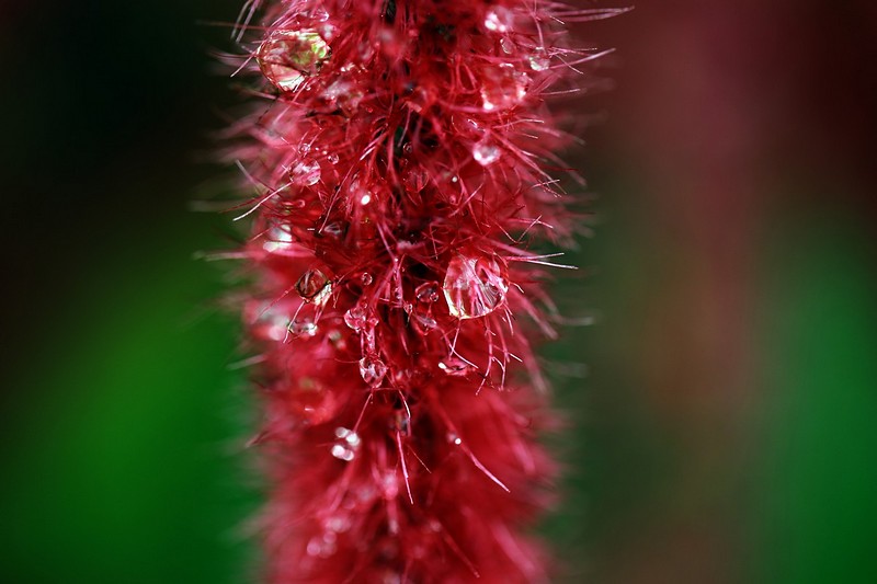 הגן הבוטני 11