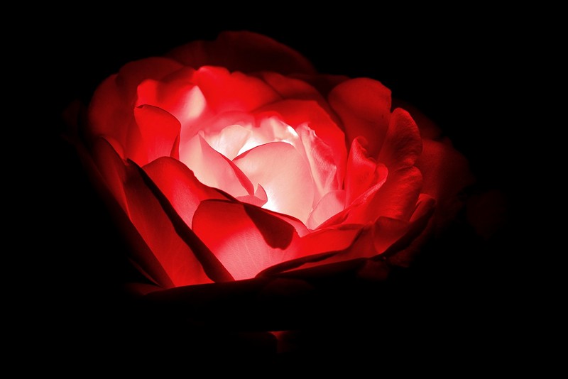 כשושנה בין ......