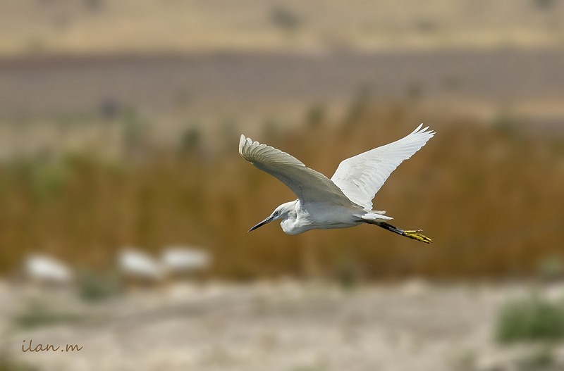 ליבנית קטנה...