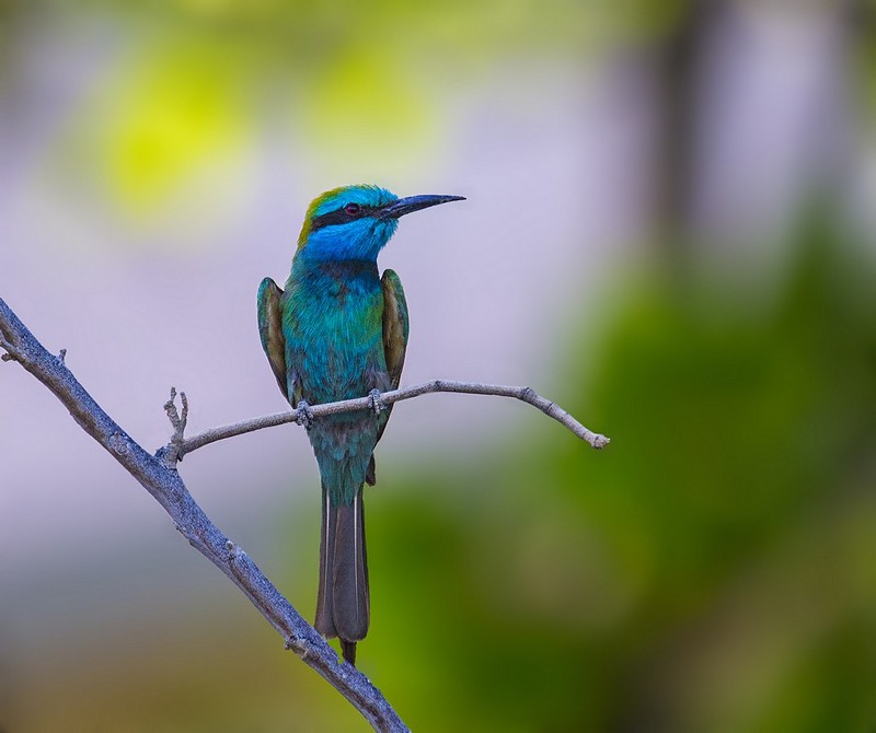 שרקרק גמדי...
