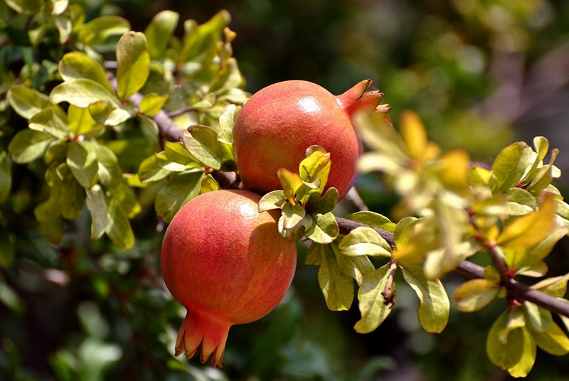 עץ הרימון נתן פריו