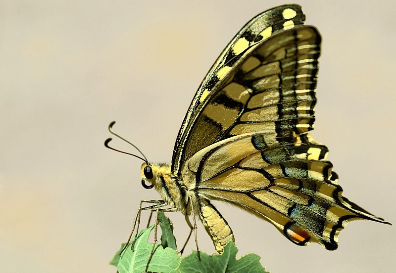 פורטרט פרפרי