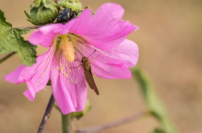 רדו לי מהגב