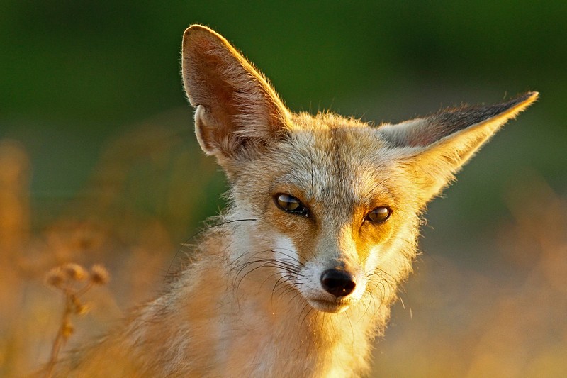 פורטרייט שועלי