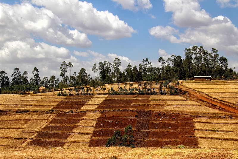 טרסות בדרום אתיופיה