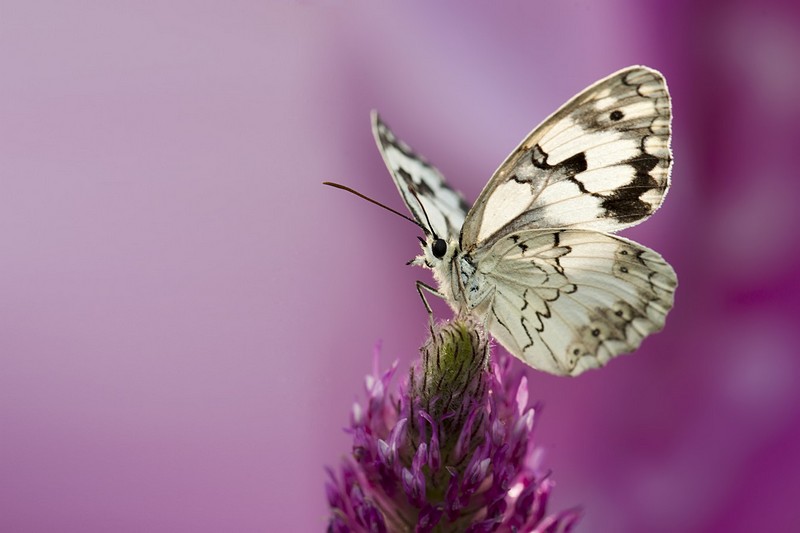 סטירית משויישת