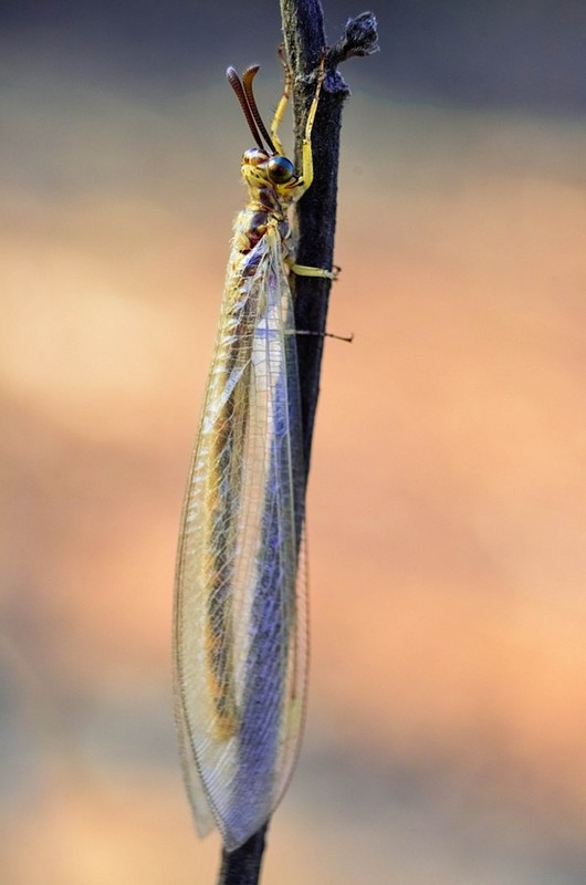 שקיפות טבעית