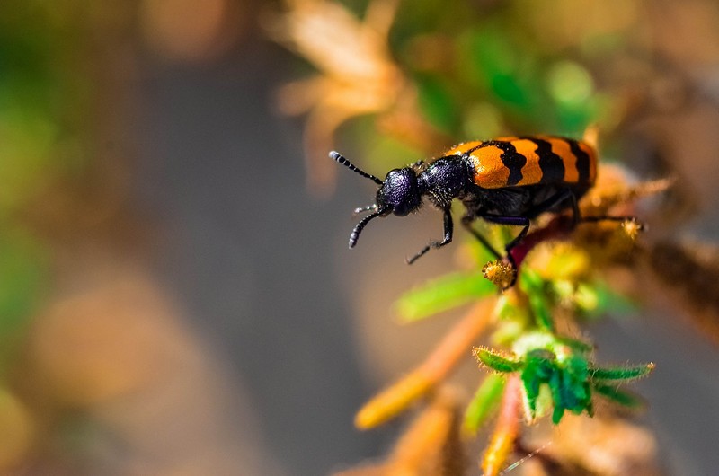 קפיצת באנג'י