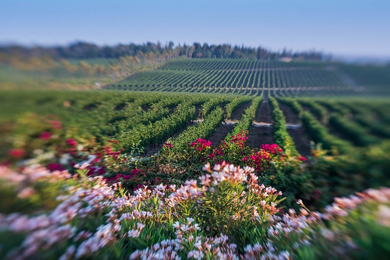 טוסקנה זה כאן