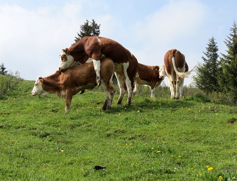 למבוגרים בלבד