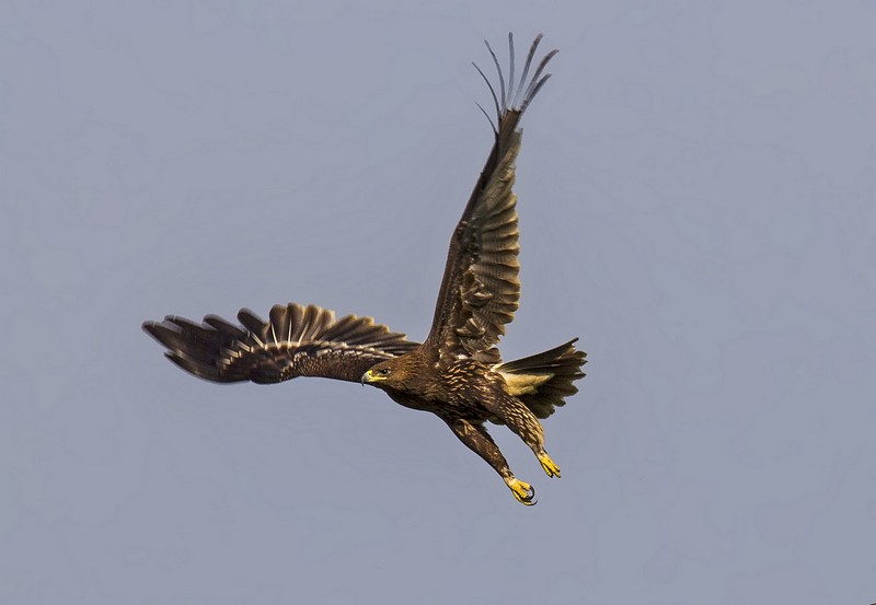 עיט צפרדעים...