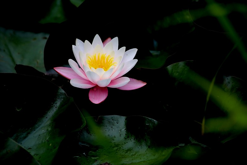 נופריופי,עלים צבעים