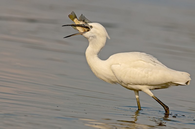 ארוחה גדולה