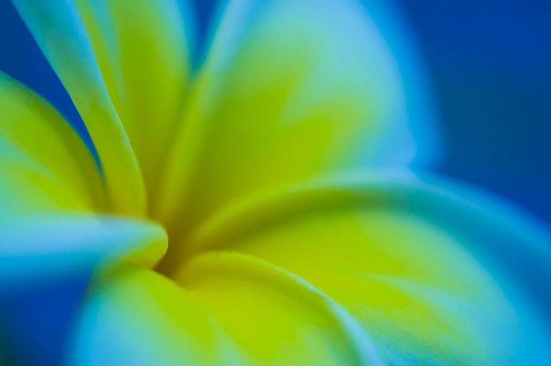 פלומריה ריחנית (2)