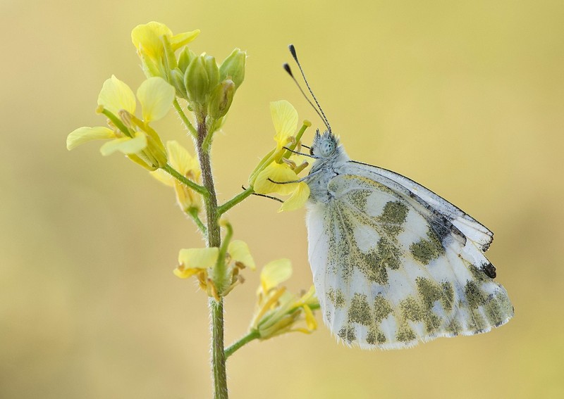 תחילתו של אור