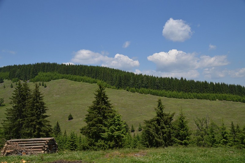 שלווה פסטורלית
