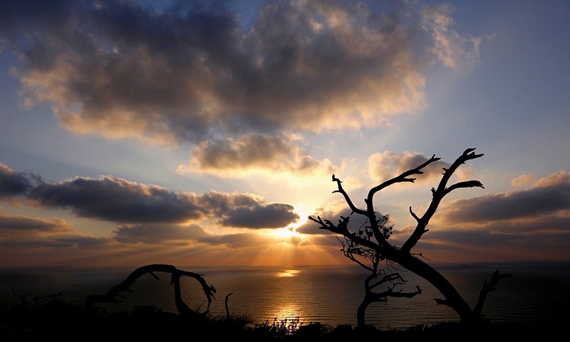 ענף נגע בשמש