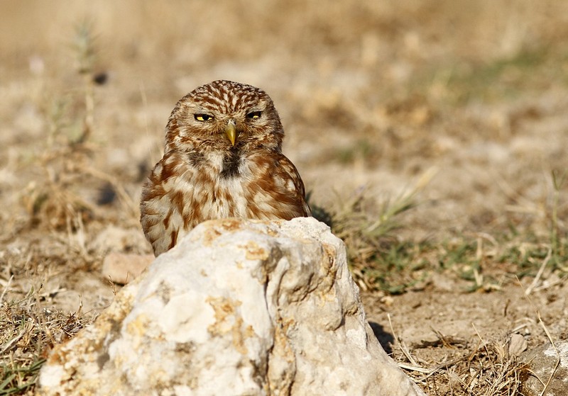 משחקים מחבואים 