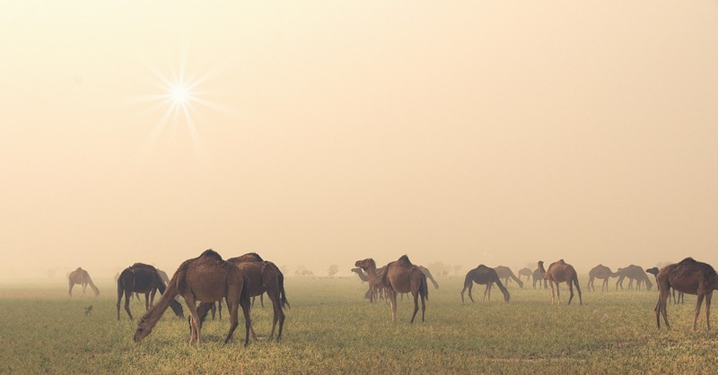 רגעים קסומים בסהרה