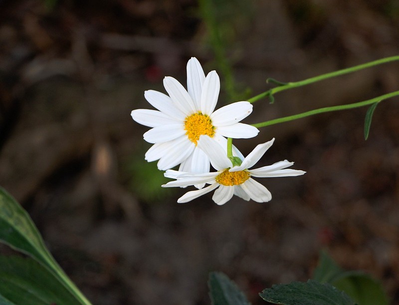 מה רואים למטה?