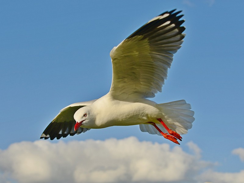 מבט חוקר | שחפיות