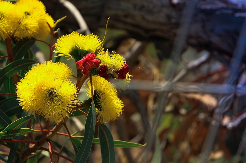 פריחת האקליפטוס 