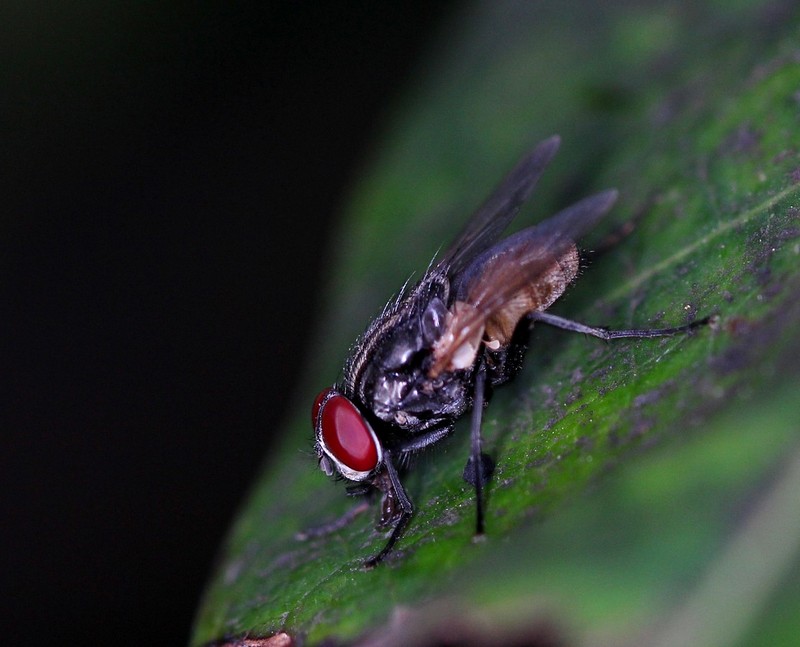 רואים לו את הפועל בעין
