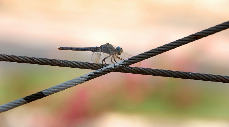 הצטלבות דרכים